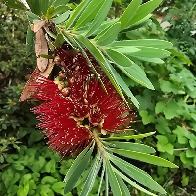 Dasyatidae (family) at Woollamia, NSW - 17 Feb 2020 by MB