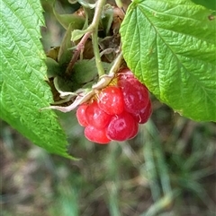 Rubus moluccanus var. moluccanus at Melba, ACT - 1 Dec 2024 by kasiaaus2