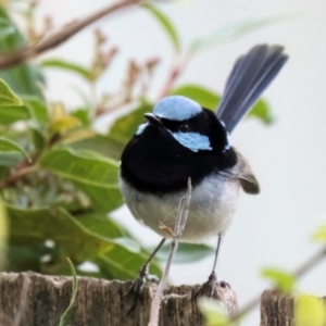 Malurus cyaneus at Melba, ACT - 25 Jul 2024 10:00 AM