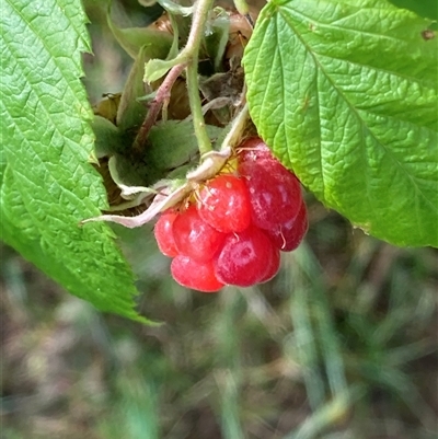 Rubus moluccanus var. moluccanus at Melba, ACT - 1 Dec 2024 by kasiaaus2