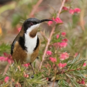 Acanthorhynchus tenuirostris at Melba, ACT - 25 Jul 2024