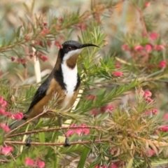 Acanthorhynchus tenuirostris at Melba, ACT - 25 Jul 2024