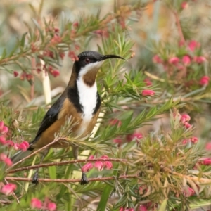 Acanthorhynchus tenuirostris at Melba, ACT - 25 Jul 2024