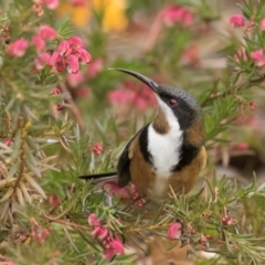 Acanthorhynchus tenuirostris at Melba, ACT - 25 Jul 2024