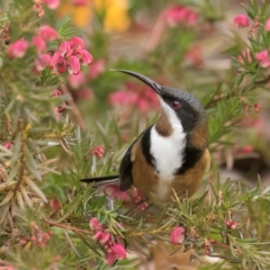 Acanthorhynchus tenuirostris at Melba, ACT - 25 Jul 2024