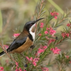 Acanthorhynchus tenuirostris at Melba, ACT - 25 Jul 2024