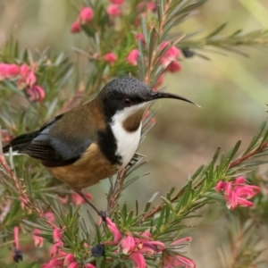 Acanthorhynchus tenuirostris at Melba, ACT - 25 Jul 2024