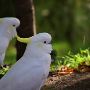 Cacatua galerita at Uriarra Village, ACT - 22 May 2020 10:50 AM