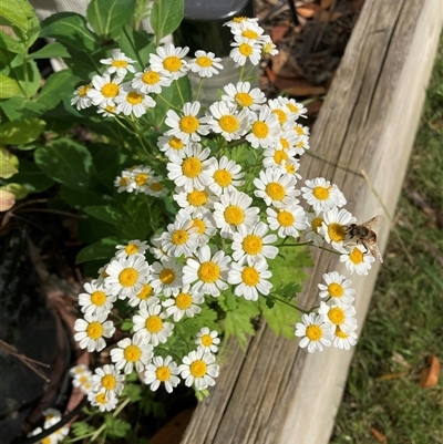 Unidentified Daisy at Melba, ACT - 1 Dec 2024 by kasiaaus2