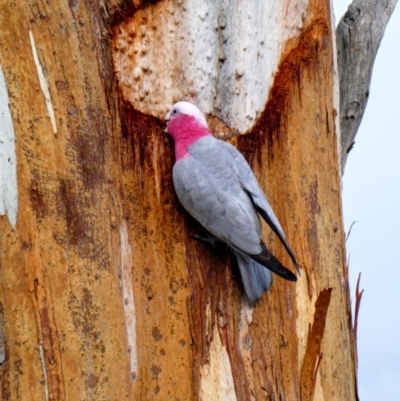 Eolophus roseicapilla (Galah) at Banks, ACT - 7 May 2020 by MB
