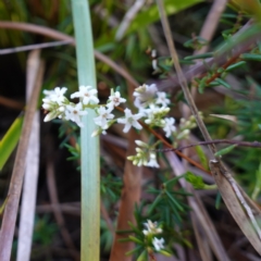 Leucopogon collinus (Fringed Beard-Heath) at Bulee, NSW - 24 Jul 2024 by RobG1