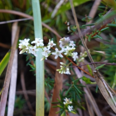 Leucopogon collinus (Fringed Beard-Heath) at Bulee, NSW - 24 Jul 2024 by RobG1