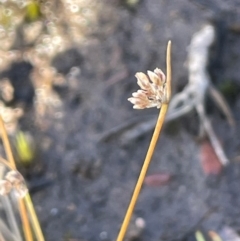 Isolepis sp. (Club-rush) at Bulee, NSW - 24 Jul 2024 by JaneR