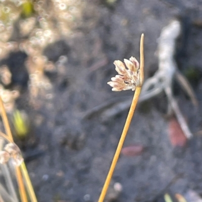 Isolepis sp. (Club-rush) at Bulee, NSW - 24 Jul 2024 by JaneR