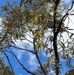 Eucalyptus (genus) (A Gum Tree) at Hughenden, QLD - 25 Jul 2024 by lbradley