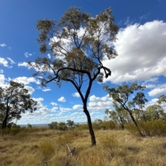 Eucalyptus (genus) at Hughenden, QLD - 25 Jul 2024 02:56 PM