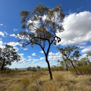 Eucalyptus (genus) at Hughenden, QLD - 25 Jul 2024 02:56 PM