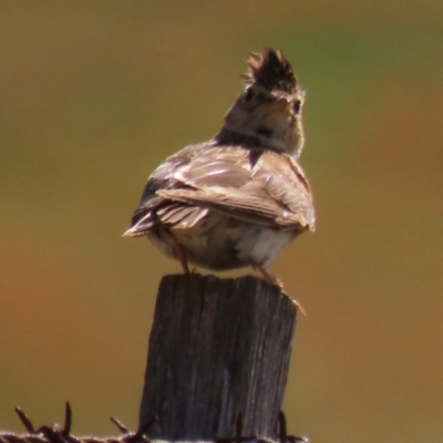 Alauda arvensis (Eurasian Skylark) at Tunbridge, TAS - 26 Jan 2024 by AndyRoo