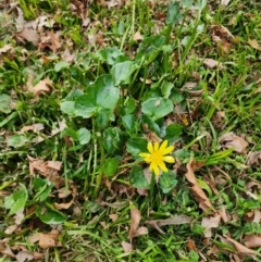 Ficaria verna (Lesser Celandine) at Ainslie, ACT - 25 Jul 2024 by HarleyB