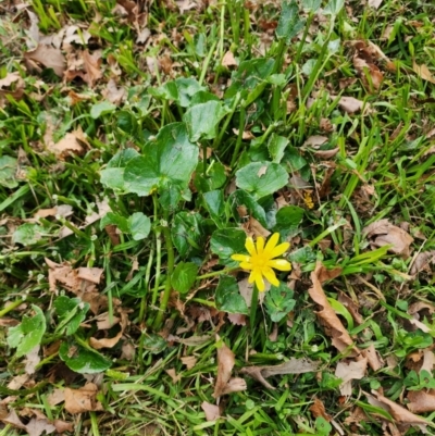 Ficaria verna (Lesser Celandine) at Ainslie, ACT - 25 Jul 2024 by HarleyB