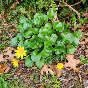 Ficaria verna at Narrabundah, ACT - 25 Jul 2024