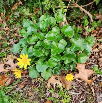 Ficaria verna (Lesser Celandine) at Narrabundah, ACT - 25 Jul 2024 by HarleyB