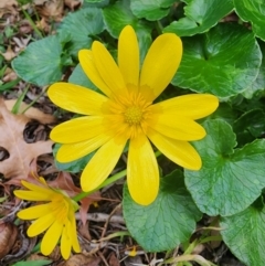 Ficaria verna at Narrabundah, ACT - 25 Jul 2024