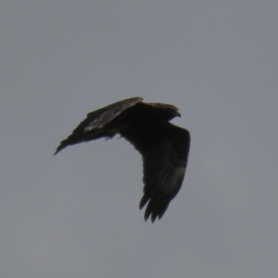 Circus approximans (Swamp Harrier) at Riverside, TAS - 28 Jan 2024 by AndyRoo