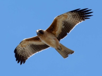 Hieraaetus morphnoides (Little Eagle) by DPRees125