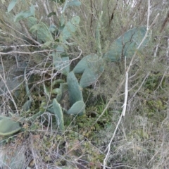 Opuntia ficus-indica (Indian Fig, Spineless Cactus) at Karabar, NSW - 25 Jul 2024 by Paul4K