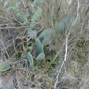 Opuntia ficus-indica at Karabar, NSW - 25 Jul 2024 04:01 PM