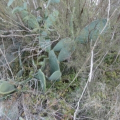 Opuntia ficus-indica at Karabar, NSW - 25 Jul 2024 04:01 PM