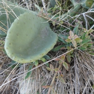 Opuntia ficus-indica at Karabar, NSW - 25 Jul 2024 04:01 PM