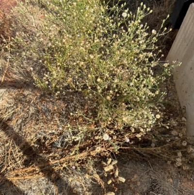 Unidentified Daisy at Hughenden, QLD - 25 Jul 2024 by lbradley