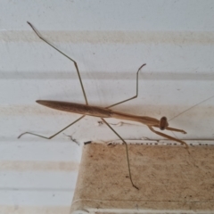 Unverified Praying mantis (Mantodea) at Shelburne, QLD - 25 Jul 2024 by Mike