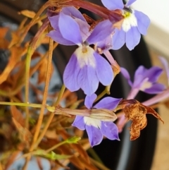 Unidentified Other Wildflower or Herb at Wenlock, QLD - 25 Jul 2024 by Mike