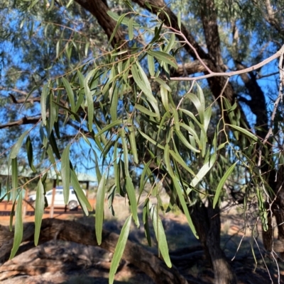 Atalaya hemiglauca (Whitewood) at Gunderbooka, NSW - 25 Jun 2024 by Tapirlord