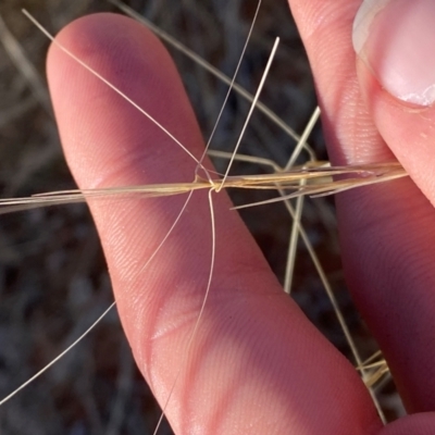 Aristida contorta (Bunched Kerosene Grass) at Gunderbooka, NSW - 25 Jun 2024 by Tapirlord