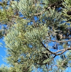 Callitris glaucophylla (White Cypress Pine) at Gunderbooka, NSW - 25 Jun 2024 by Tapirlord