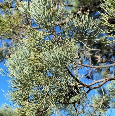 Callitris glaucophylla (White Cypress Pine) at Gunderbooka, NSW - 25 Jun 2024 by Tapirlord