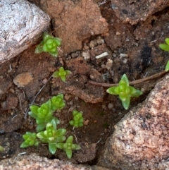 Crassula colorata var. acuminata (Dense Stonecrop) at Gunderbooka, NSW - 25 Jun 2024 by Tapirlord