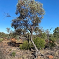 Eucalyptus morrisii (Grey Mallee) at Gunderbooka, NSW - 25 Jun 2024 by Tapirlord