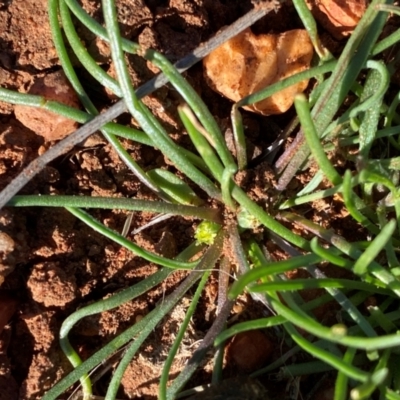 Isoetopsis graminifolia (Grass Cushion Daisy) at Gunderbooka, NSW - 25 Jun 2024 by Tapirlord