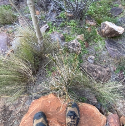 Cymbopogon refractus (Barbed-wire Grass) at Gunderbooka, NSW - 25 Jun 2024 by Tapirlord