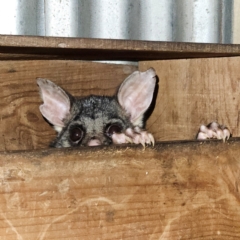 Trichosurus vulpecula (Common Brushtail Possum) at Braidwood, NSW - 25 Jul 2024 by MatthewFrawley