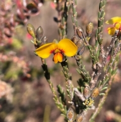 Dillwynia sericea at Coolumburra, NSW - 24 Jul 2024 by JaneR