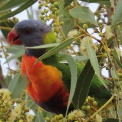 Trichoglossus moluccanus (Rainbow Lorikeet) at Richmond, QLD - 25 Jul 2024 by lbradley