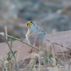 Manorina flavigula (Yellow-throated Miner) at Richmond, QLD - 25 Jul 2024 by lbradley