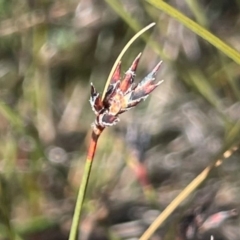 Schoenus apogon at Sassafras, NSW - 24 Jul 2024 by JaneR