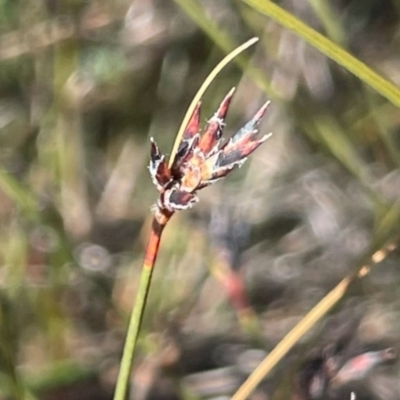 Schoenus apogon at Sassafras, NSW - 24 Jul 2024 by JaneR